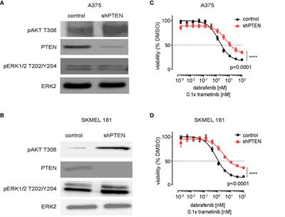 Neratinib, a pan ERBB/HER inhibitor, restores sensitivity of PTEN-null, BRAFV600E melanoma to BRAF/MEK inhibition